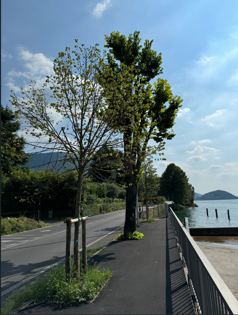 Immagine 2026 03 26 083921